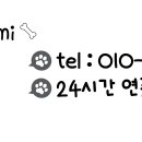 퍼피살롱 이미지