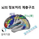 붓다와 뇌과학 20 | 마노는 싸띠에 의지한다 이미지