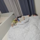 먼지없는이불로알러지걱정없이 편안한포이에마알러지케어이불