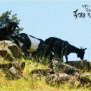 고산흑염소 이미지