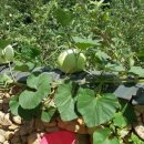 정희네 들꽃이야기 이미지