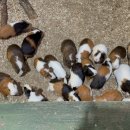 대관령 아기동물농장 이미지