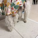 근형과 아빠의 나무집 | 강아지 쿨매트 추천, 대리석 아빠 서랍식 아이스팩 실사용 후기 (feat. 여름꿀템)