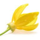 일랑일랑 이미지