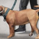 물수 이미지