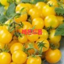 레몬드