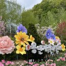 빛-자작나무 | [용인] 에버랜드 근처 숨은 명소! 용인자작나무숲 튤립축제 봄나들이 후기