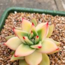 골드크레마 이미지