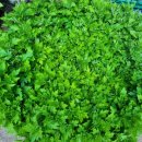 동국농장 이미지