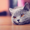 멋진 고양이 이미지