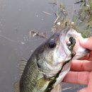 광신대교 이미지