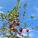 사과나무 이미지