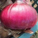 늘푸른건강마을 이미지