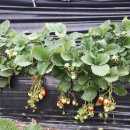 쌍림농장 이미지