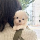 이마트24광주봉선점 | 광주강아지 애견샵 <광주강아지 마마스미독 24시 광주봉선점> 솔직후기