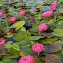 말리칸 수련(Malikan Water Lily) 이미지