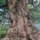 중종대왕태봉 | 김해시 응달동(옛 응달리) 태정산(361m) 기슭 태정마을에 경남 최고 수령 당산나무 1,000년 느티나무...
