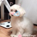 분당 필동물병원 이미지