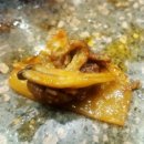 청림생오리구이전문점 이미지