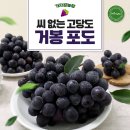 청풍명월농장 | 새콤달콤 맛있는 거봉