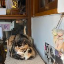 책고양이 | 서울 성북동 책보냥 (책방, 서점, 고양이책) 방문 후기