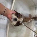 개르띠에 이미지