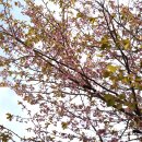 카와즈벚나무 이미지