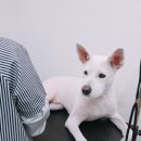 미용하는 훈련사 이미지