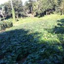 홍수농장 이미지