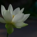무비스님 ≪법화경, 꽃을 피우다≫ 불교 T.V 무상사 (3-1) (제1 서품 4. 게송으로 다시 묻다) (2009년 4월 22일) 이미지