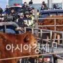 소가 이미지