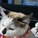 캣츠문(고양이 미용, 호텔) | 대구 달서구 고양이 무마취 미용｜밀꼬냥 2인1조 전문 관리 후기