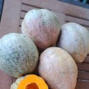 토종단호박. 4/7발송 이미지