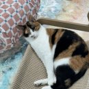 묘묘 고양이 미용실 네이버블로그