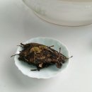 복건 코리아