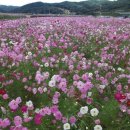 하동북천코스모스메밀꽃 영농조합법인 이미지