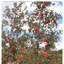 일미농원 이미지