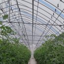 좋은농자재 | 과립훈연제로 곰팡이 방제, 직접 써본 후기(반값농자재,행복농자재)