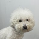 츄츄살롱 이미지