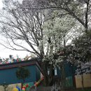 목포 유달산 조각공원 봄꽃 풍경 이미지