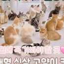 캣플 동탄점 이미지