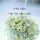 천장어 Daum카페