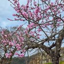 산양일주도로가로수 | 동백꽃이 수놓은 꿈길60리, 다도해 푸른 바다가 펼쳐진 산양관광일주도로 여행