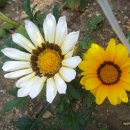 가자니아 이미지