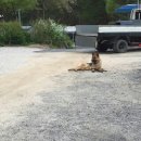 호반애견훈련소 이미지