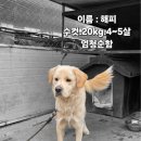 성주군선남면보건지소 | 경북 성주 라브라도 리트리버, 성주 라브라도 리트리버, 월항면 보건지소에서…발견! 엄청 순하고 사람...