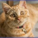 일산시티 동물의료센터 이미지