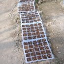 배룡농장 이미지