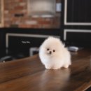 퍼피데일리 이미지