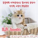 요미독 강아지분양 요미캣 고양이분양 목동점 네이버블로그